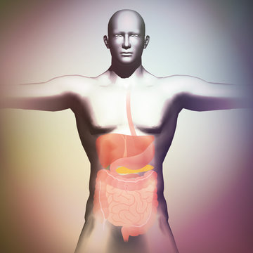 human body and digestive organs, 3D illustration