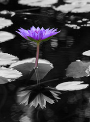 Closeup Blue lotus blossoms or water lily flowers blooming on po