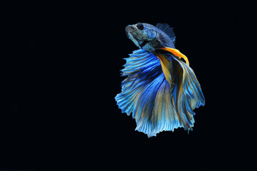 Wall Mural - Betta fish (half moon) or Siamese fighting fish on black background