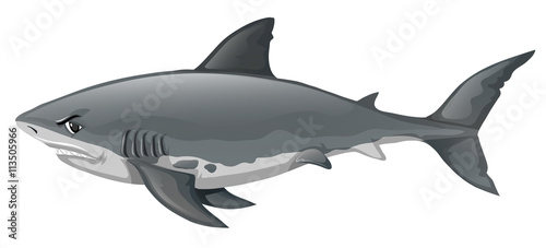 Fotografía Wild shark on white background