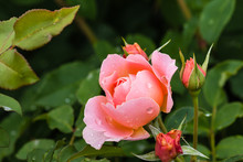 Closeup Of Pink Rose And Buds With Raindrops