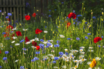 Blooming wild flowers on the meadow at summertime