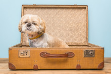Small Dog In Retro Suitcase. Travel With Animal