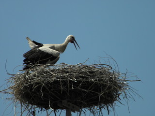 The stork in the nest