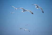 Seagulls Flying In Corfu, Greece