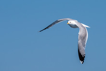 Seagull Flying In Corfu, Greece