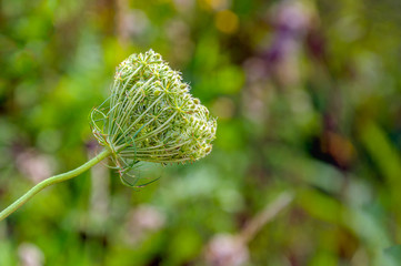 Canvas Print - Budding and flowering wild carrot from close