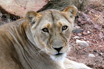 lioness staring at camera, western cape, south africa