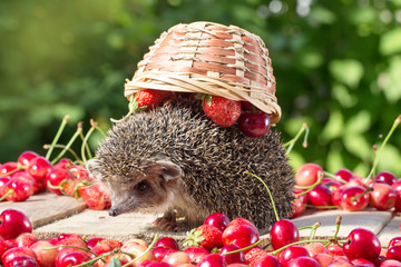 Wall Mural - cute young hedgehog, Atelerix albiventris,among berries on a background of green leaves, carries an inverted basket on the back