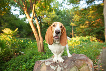 Happy Basset Hound Standing On A Rock In The Park