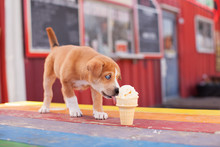 Tiny Puppy Licking Vanilla Ice Cream Cone On Colorful Table