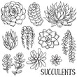 Hand drawn succulent plants vector set