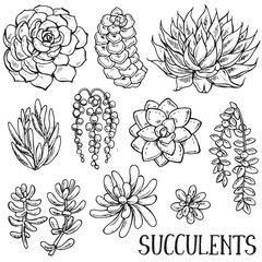 Hand drawn succulent plants vector set