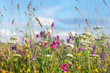 canvas print picture - Wild flowers meadow with sky in background