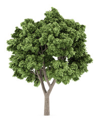 Wall Mural - Sycamore maple tree isolated on white background