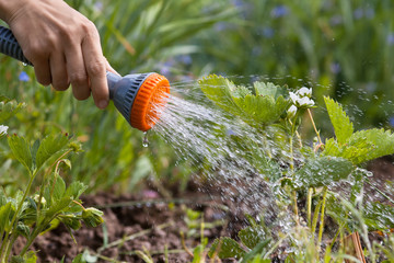 Wall Mural - hand watering strawberry in the garden