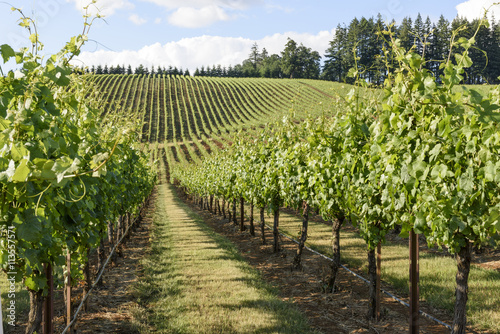 Foto Springtime in the Grape Fields of Western Oregon