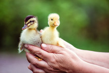 Two Duckling In A Man's Hand