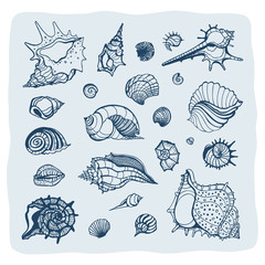 Poster - Collection of seashells