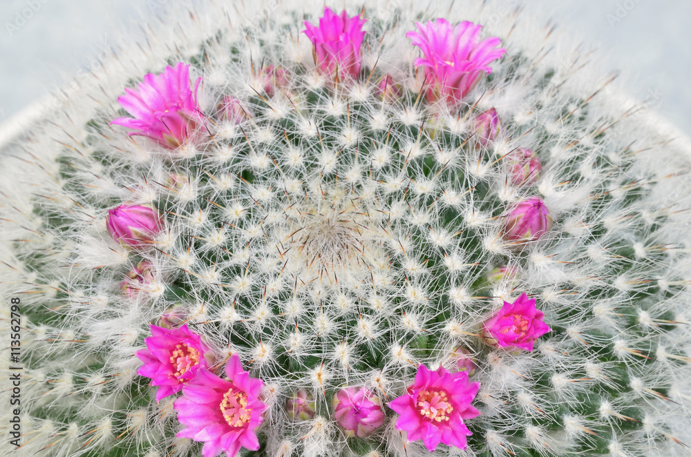 Photo Stock Cephalocereus senilis mit Blten / Cephalocereus senilis (  Greisenhaupt) mit pink, magenta, rosa farbenen Blten, Makro, Nahaufnahme,  weier Hintergrund, horizontal | Adobe Stock