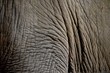 canvas print picture - Elefantenhaut