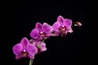 Orchideenblüte mit Wassertropfen vor schwarzem Hintergrund