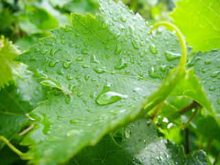 Grape leaf with water