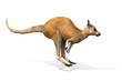 Kangaroo jumping on a white background. 3d rendering
