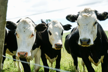 Poster - Black Hereford cattle closeup looking through fence