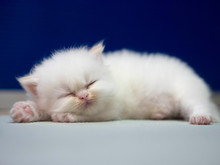 White Persian Cat Kitten Is Sleeping On Blue Background