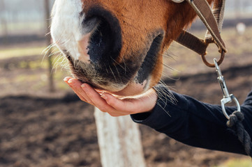 Horse eating from hand