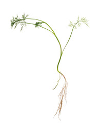 Wall Mural - green dill with root on white