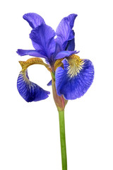 Wall Mural - large blue iris flower isolated on white