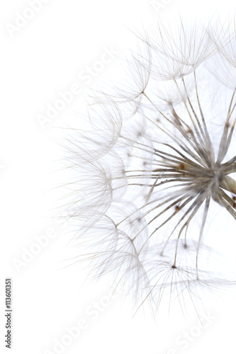 ripe seedhead of salsify