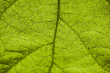 Wall Mural - Macro texture green leaf front view