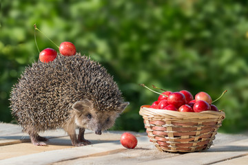 Wall Mural - cute young hedgehog, Atelerix albiventris, stands near the wicker basket with sweet cherry on a background of green leaves. berries cherries on the spines of a hedgehog