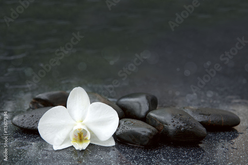 Fototapeta na wymiar White orchid and black stones close up.