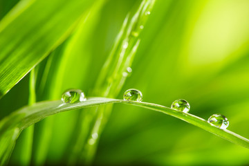 water drops on the green grass