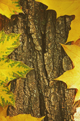 Wall Mural - Autumn leaves on the wooden background