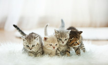 Small Cute Kittens On Carpet