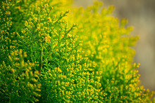Closeup Of Green Cypress