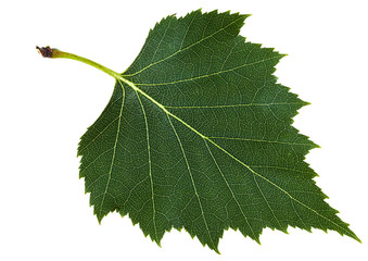 Wall Mural - green leaf of birch tree isolated