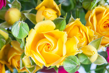 Yellow Rose Spray Flower With Rosebuds Close Up