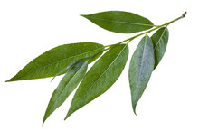 Twig With Green Leaves Of Willow Isolated