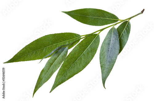 Cuadros en Lienzo twig with green leaves of willow isolated