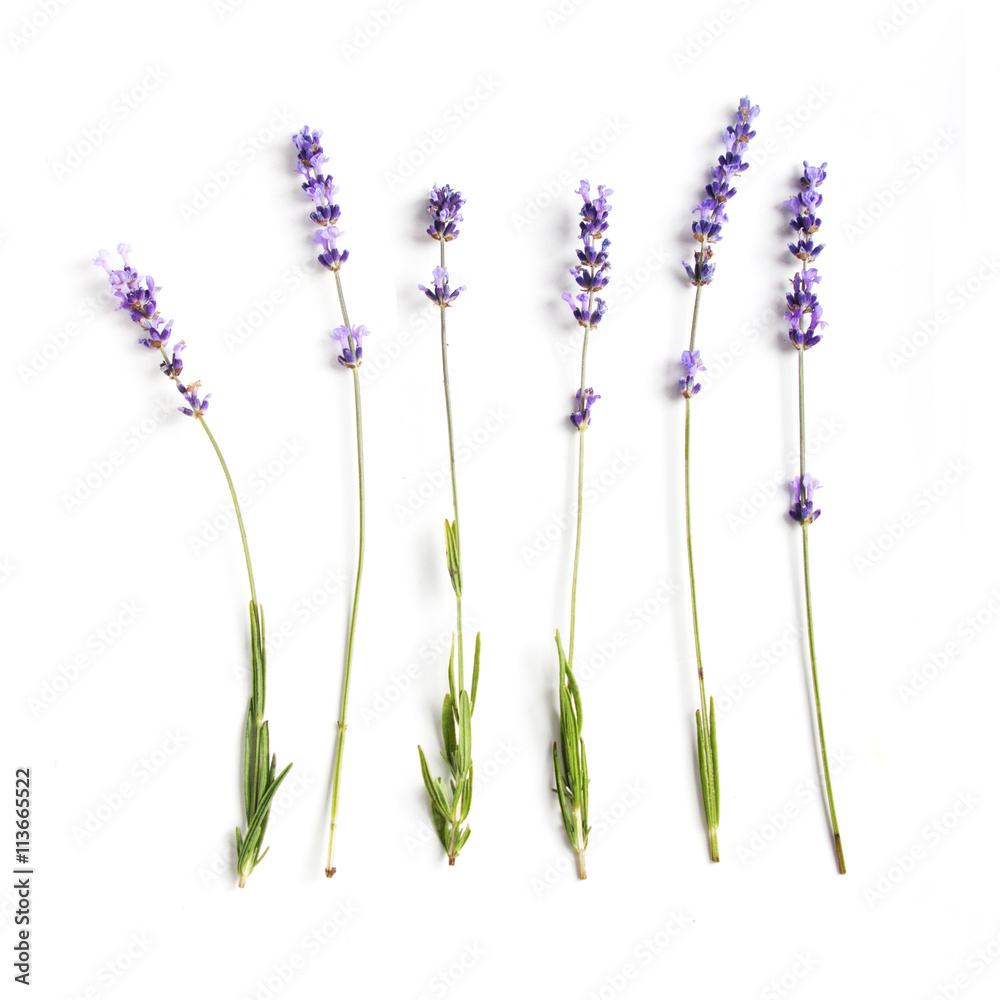 lavender flowers set - obrazy, fototapety, plakaty 
