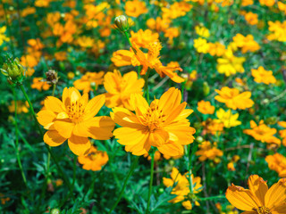 Wall Mural - spring background with beautiful yellow flowers