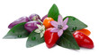 Hot Bolivian Rainbow Peppers (Capsicum Annuum)