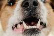 White healthy dog teeth and fangs of young terrier (close up)