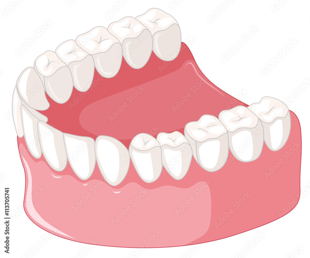 Teeth model on white background Stock Vector | Adobe Stock